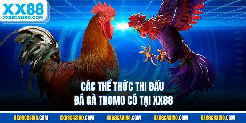 Các thể thức thi đấu đá gà thomo có tại XX88