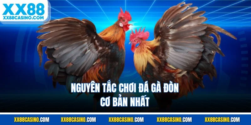 Nguyên tắc chơi đá gà đòn cơ bản nhất