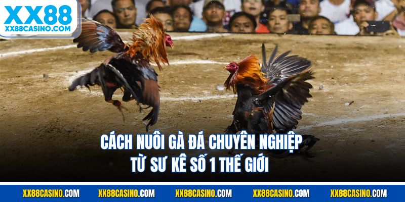 Khám Phá Cách Nuôi Gà Đá Từ Sư Kê Chuyên Nghiệp XX88