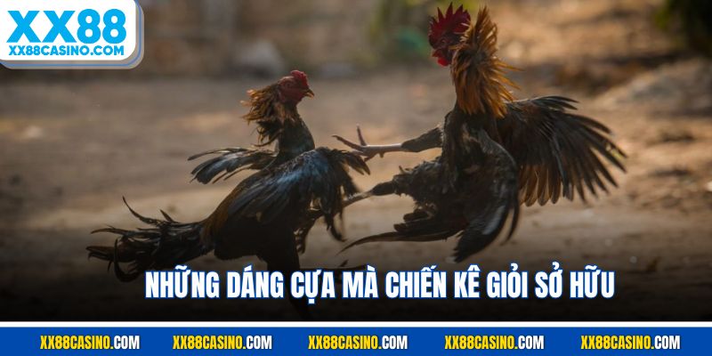 Những dáng cựa mà chiến kê giỏi sở hữu